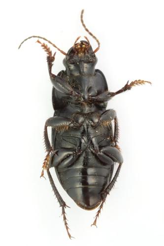 Réf. 347 955 : Harpalus dimidiatus